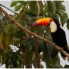 Toco Toucan - Pantanal, Brazil