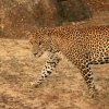 Glaring Leopard