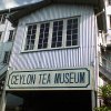 Ceylon Tea Musium