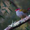 Red Browed Finch