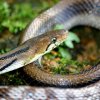 Trinket snake (Coelognathus helena)