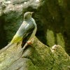 Grey wagtail (Motacilla cinerea)