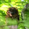 Frogmouth (Batrachostomus moniliger)