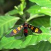 Color on leaf