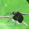 Black Dragon fly