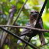 Sri Lankan Frogmouth - Sinharaja, Sri Lanka