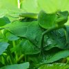 Common Green Forest Lizard (Calotes calotes)