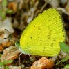 Small Grass Yellow (Eurema brigitta)