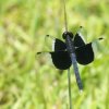 Pied parasol (Neurothemis tullia tullia)