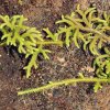 Staghorn clubmoss (Lycopodiella cernua)