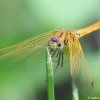 Orange Dragon Fly