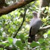 Sri Lanka wood pigeon (Columba torringtoniae)