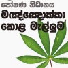 පිළිකා නසන මංඤොක්කා කොළ මැල්ලුම...