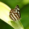 Common Sailer (Neptis hylas)