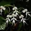 Habenaria crinifera