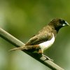 White-rumped Munia (Lonchura striata)