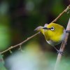 Oriental White-eye - Sri Lanka