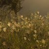 Wild Flowers - Sandy Hollow, Australia