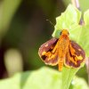 Tropic Dart (potanthus confucius)