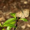 Grey Pansy(Junonia atlites)