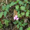 Impatiens leptopoda