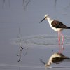 Black-winged stilt (Himantopus himantopus himantopus)