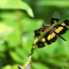 Variable Flutterer (Rhyothemis variegata)