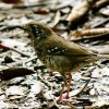 Spot winged Ground Thrush (Zoothera spiloptera)