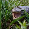 Yacare Caiman - Pantanal, Brazil