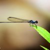 Jungle Threadtail (Elattoneura caesia)