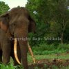 Wild Tuskers of Sri Lanka- "The Deciding Decade"