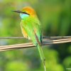 Little Green Bee-eater (Merops orientalis)