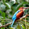 White-throated kingfisher (Halcyon smyrnensis)