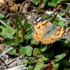 Painted Lady (Vanessa cardui)