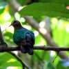 Emerald Dove (Chalcophaps indica subsp. robinsoni)