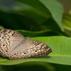 Grey Pansy - Thalangama, Sri Lanka