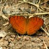 Angled Castor (Ariadne ariadne)