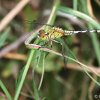 Dancing Dropwing (Trithemis pallidinervis)