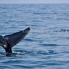 "Into The Blue"- Encounter with blue whales off Sri Lanka's Southern coast of Mirissa