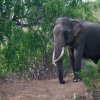 The Tusker - Yala, Sri Lanka