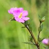 Heen Bowitiya (Osbeckia octandra)