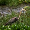 Purple Heron (Ardea purpurea)