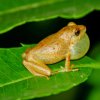 Common Shrub Frog (Pseudophilautus popularis)