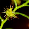 Shield sundew (Drosera peltata)