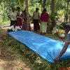 Srilankan Farmers Making Phosphocompost Pictures