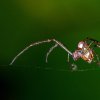 Garden Orb Weaver Spider- Sydney, Australia