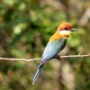 Chestnut-headed bee-eater (Merops leschenaulti)