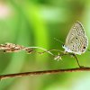 Plains Cupid (Chilades pandava)