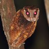 Of the Sri Lanka Bay Owl That I Spotted from a Moving Vehicle