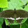 Common Mormon (Papilio polytes)